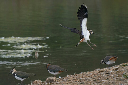 Lapwing (Vanellus vanellus) landing on an island in a lake at Langford Lakes Nature Reserve in Wiltshire, England, United Kingdom