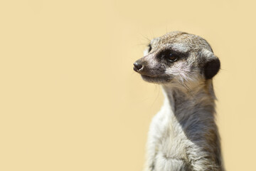 Fototapeta premium Meerkat on a sandy background close up