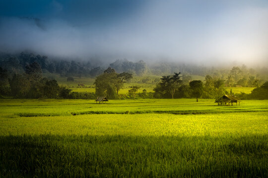 Rice field landscape