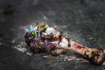 A wasp and a green fly eat meat from a bone