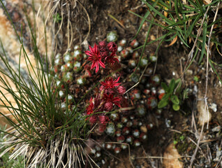 Houseleek Sempervivum on a meadow in the mountains