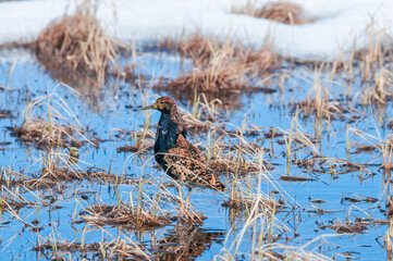 Ruff (Philomachus pugnax) in Barents Sea coastal area, Russia