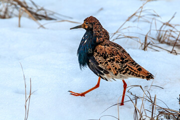 Ruff (Philomachus pugnax) in Barents Sea coastal area, Russia