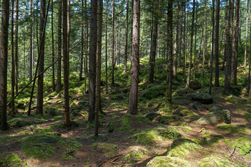 Mysterious state forest on a mountainside