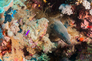 Fish of the Red Sea, Giant moray