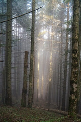 Fototapeta premium The rays of the morning sun make their way through the morning forest in the mountains. 