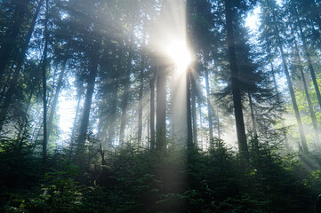 Fototapeta na wymiar The rays of the morning sun make their way through the morning forest in the mountains. 