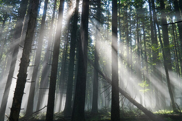 The rays of the morning sun make their way through the morning forest in the mountains.       