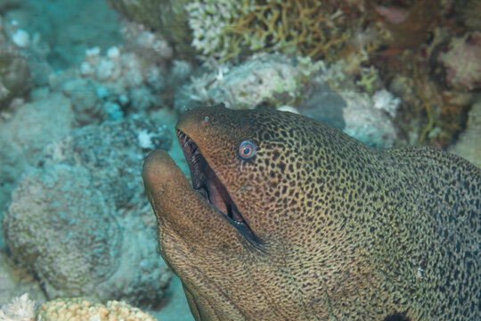 Fish of the Red Sea, Giant moray