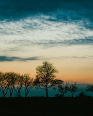 sunset tree nature park grassland