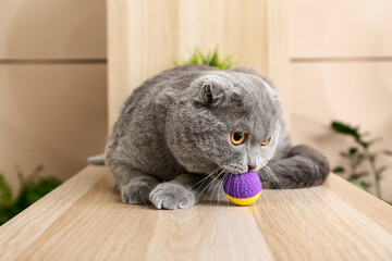 Cute grey cat with toy at home