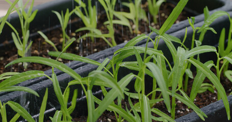 Harvest of the water spinach in mini garden at home