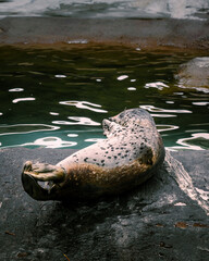  seal lying on a rock