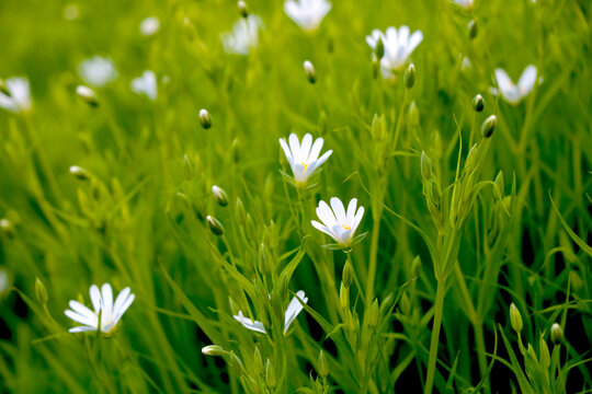 Perennial white flowers bloom in the green meadow.