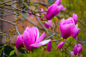 Close-up of the flowering branches of magnolia in the park.