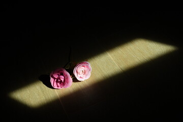 pink flower with ray of light  in the dark room abstract beautiful background