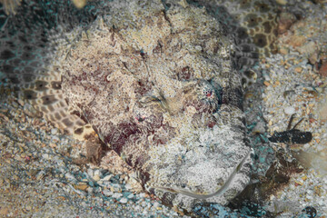 Fish of the Red Sea. Crocodilefish