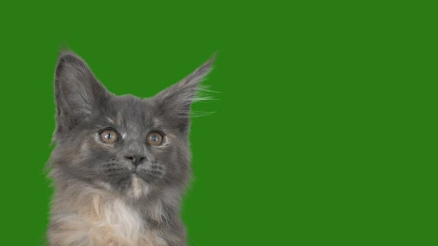 portrait of a cat on a green screen