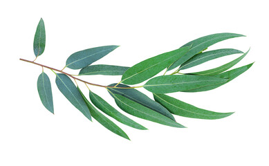 Eucalyptus leaves isolated on white surface 
