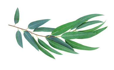 Fototapeta premium Eucalyptus leaves isolated on white surface 