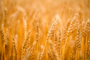 Golden wheat ear. Wheat field. Rural landscape. Rich harvest concept