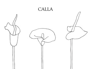 Vector illustration with linear drawing of calla.