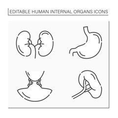Human internal organs line icons set. Stomach, kidney, spleen and lymph nodes. Medical treatment.Health concept.Isolated vector illustration.Editable stroke