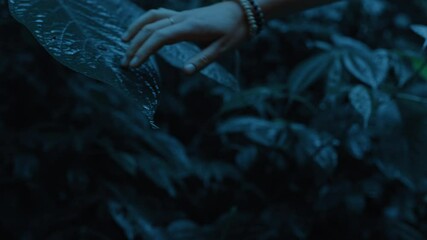 close up woman hand touching plants in rainforest at night feeling wet leaves exploring lush tropical jungle in the dark enjoying calm evening in nature