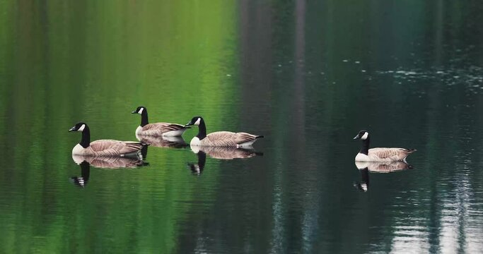a group of canadian geese floating on a lake