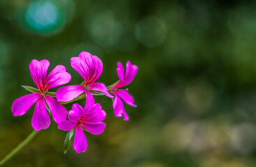 Flowers in pink against a blurred background; Blüten in Pink vor unscharfem Hintergrund