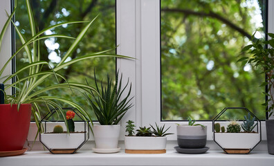 Home green plants on the window sill