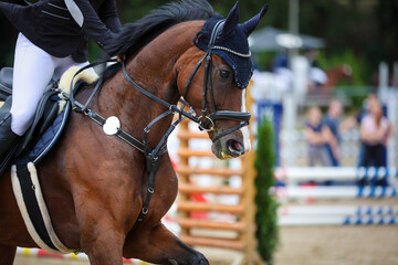 Horse with bridle in gaakopp during a tournament shows the teeth, head portraits with rider and...