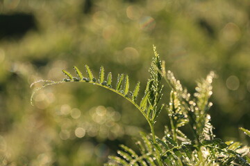 Vicia cracca, Cow Vetch, bird vetch, tufted vetch. Bokeh light. Bokeh effect. Abundant sparkling...