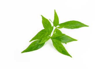 Branch of fresh Andrographis paniculata leaf isolated on white background. Thai herb medicine plant concept.