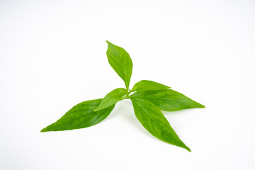 Andrographis paniculata plant on white background