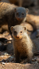 portrait of a banded mongoose