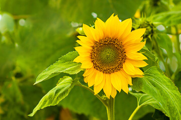 sunflower with drop oil on seeds on green background of leaves in field outdoor. copy space, text