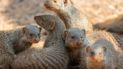 a family of banded mongooses