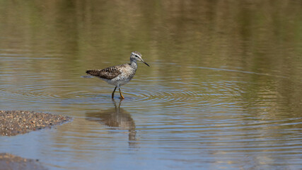 a woodland sandpiper searching for food