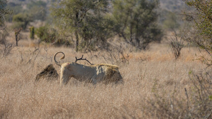 the white lion of Kruger national park