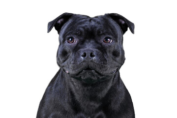 Isolated close-up portrait of Staffordshire Bull terrier breed dog of black color on empty white background. Serious face expression, smart purebred pet with attentive look. Copy space.