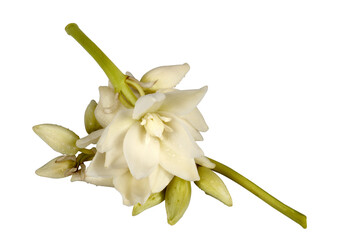 Coffee tree blossom with white color flower close up view