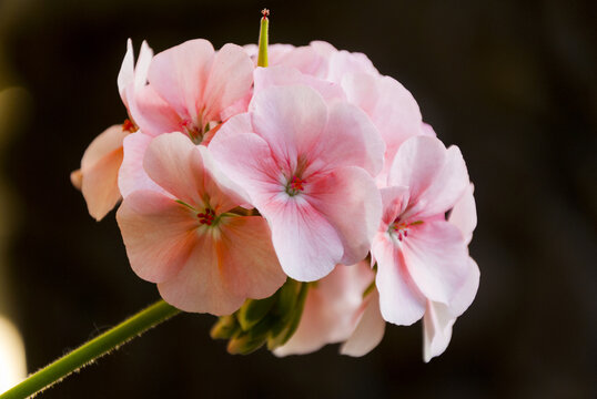 Branch of spring blossom with pink cranesbill flowers, pelargonium hortorum