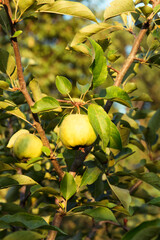 Green apples hang on a tree branch.