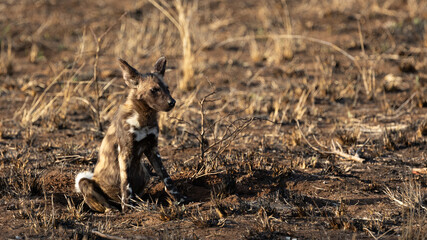 an African wild dog puppy 