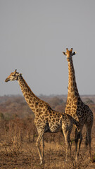 A pair of mating giraffes