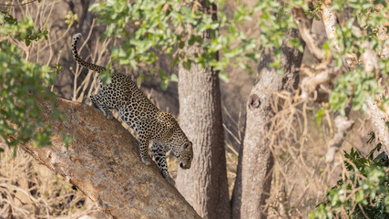 Leopard climbing down a tree