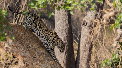 Leopard climbing down a tree