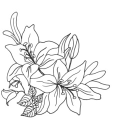 sketch of beautiful flower and leaf isolated on white background. black outline, hand drawn vector. closeup image. doodle art for coloring book, tattoo art, poster, banner, scrapbook, cover, sticker. 
