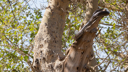 African rock python in a tree